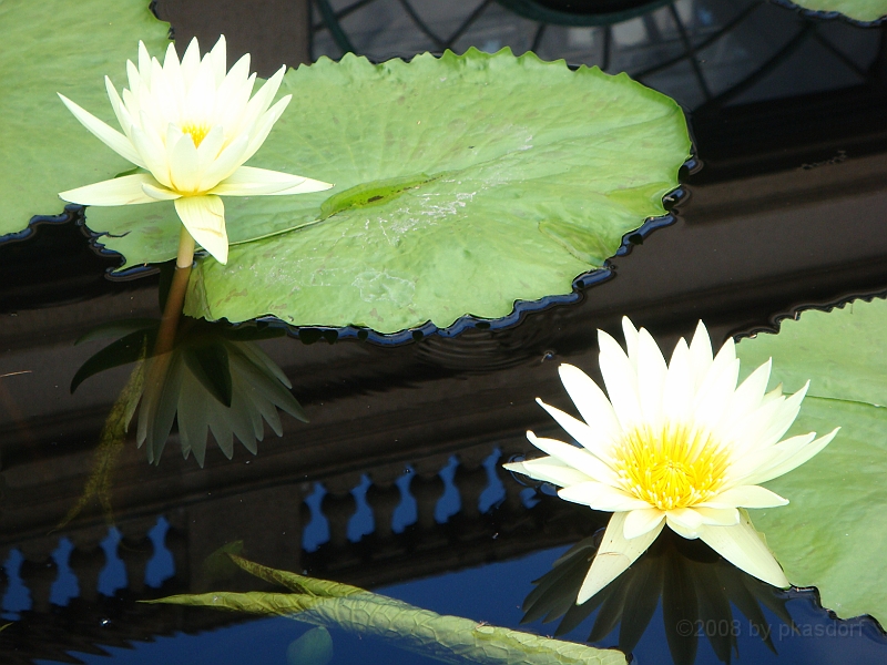 268 Longwood Gardens [2008 August 23].JPG - Longwood Gardens in Pennsylvania